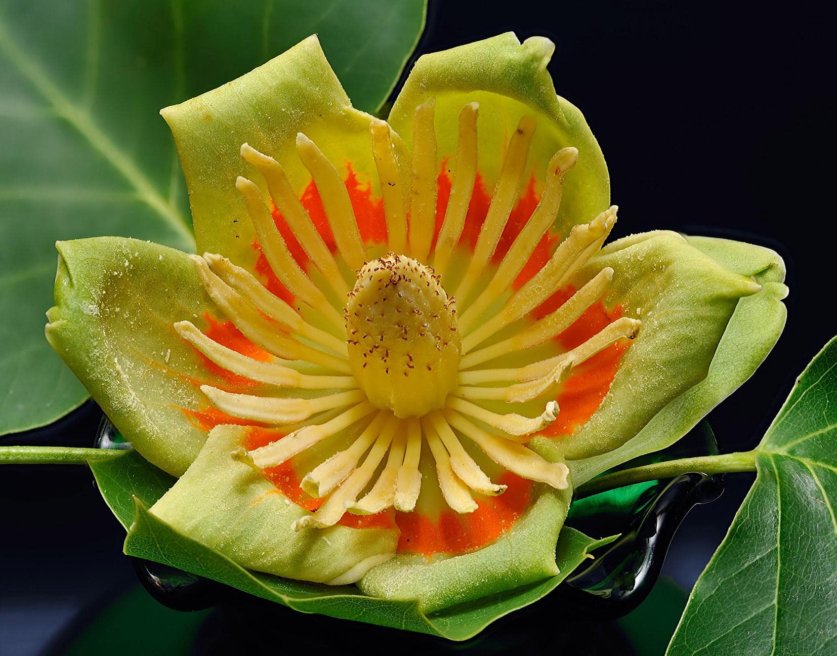 Tulip trees in bloom Medford Leas Residents Association